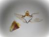 Aethes cnicana